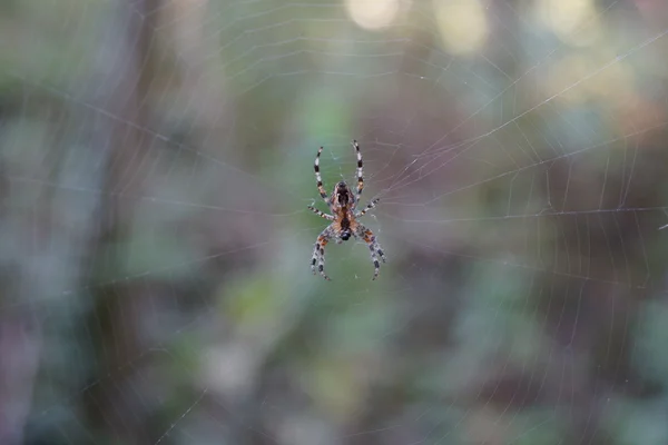 Gartenspinne im Netz — Stockfoto