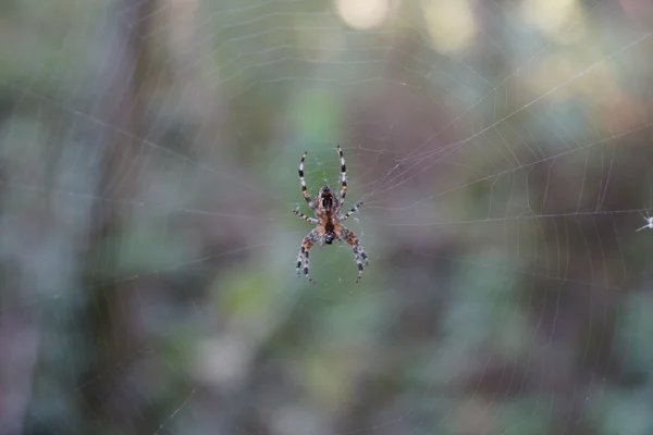 웹에 정원 거미 — 스톡 사진