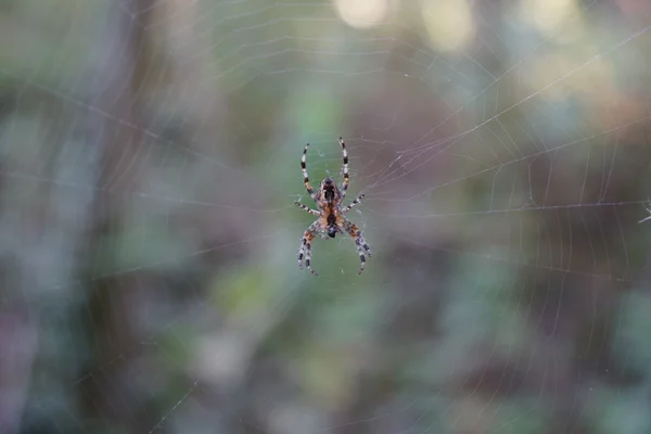 Aranha Jardim na Web — Fotografia de Stock