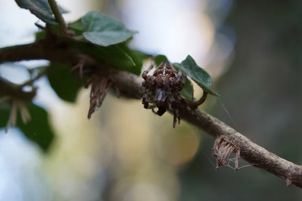 Aranha Jardim na Web — Fotografia de Stock