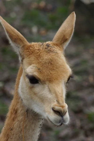 Vicuña - Vicuña Vicuña — Foto de Stock