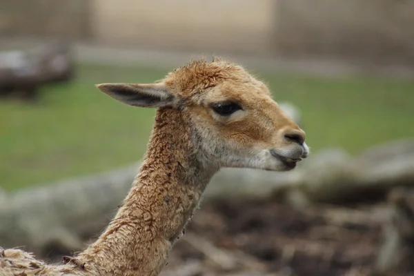 Flaušový - Flaušový vikuně — Stock fotografie