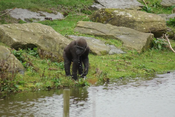 Westlicher Flachlandgorilla - Gorilla Gorilla Gorilla — Stockfoto