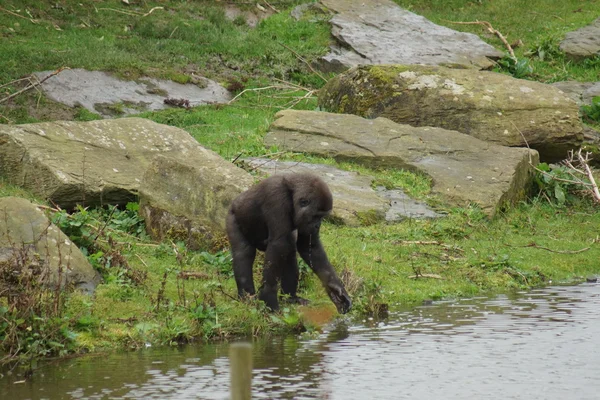 Westlicher Flachlandgorilla - Gorilla Gorilla Gorilla — Stockfoto