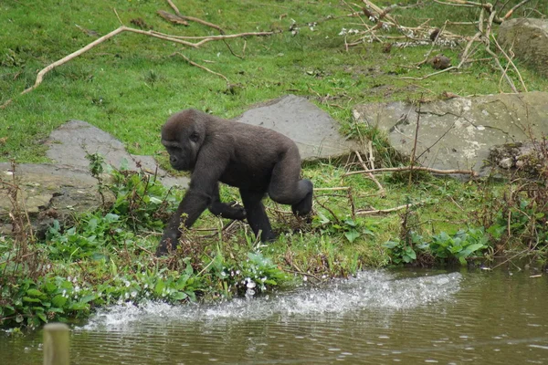 Western Lowland Gorilla - Gorilla gorilla gorilla — Stock Photo, Image