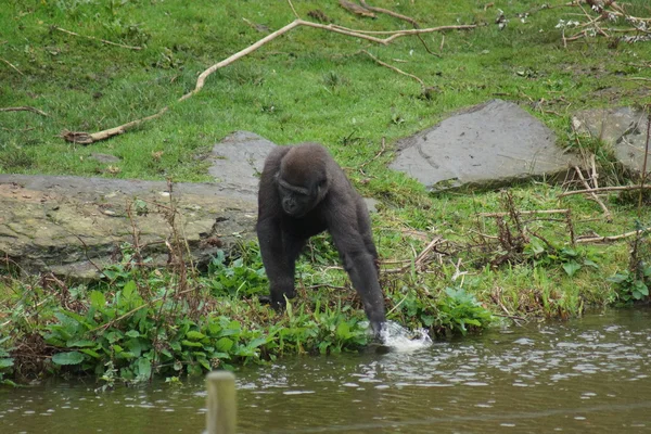 Western Lowland Gorilla - Gorilla gorilla gorilla — Stock Photo, Image