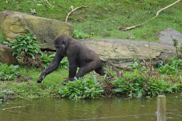 Western Lowland Gorilla - Gorilla gorilla gorilla — Stock Photo, Image