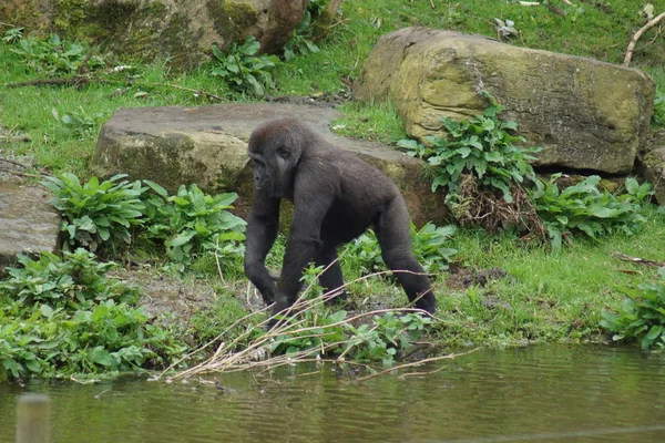 Gorila de las tierras bajas - Gorila gorila gorila — Foto de Stock