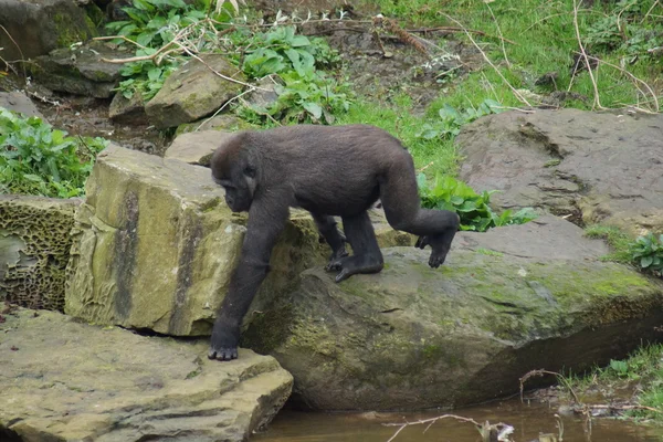 Western Lowland Gorilla - Gorilla gorilla gorilla — Stock Photo, Image