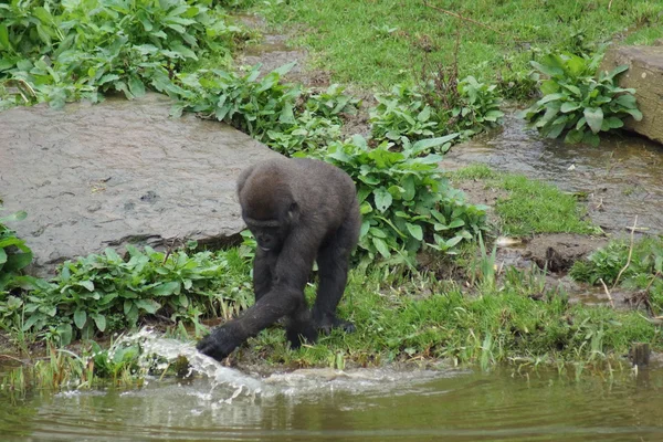 Western Lowland Gorilla - Gorilla gorilla gorilla — Stock Photo, Image