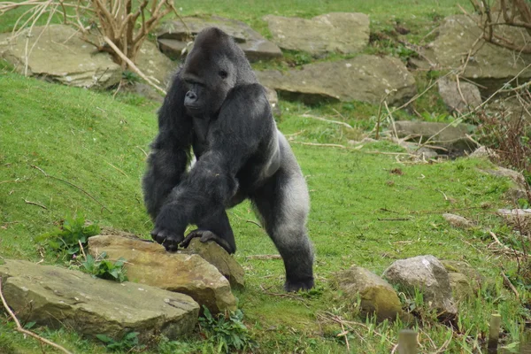 Gorila de las tierras bajas - Gorila gorila gorila — Foto de Stock