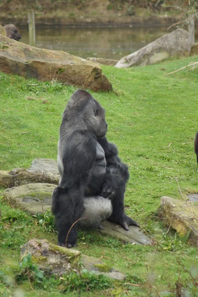 西部低地大猩猩-大猩猩大猩猩 — 图库照片