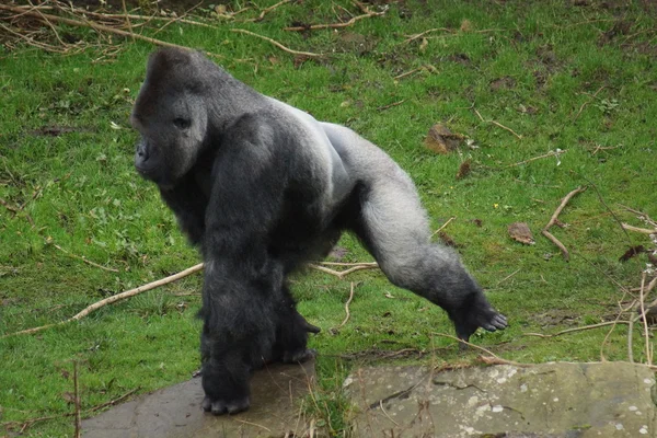 Goryl nizinny - gorilla gorilla gorilla — Zdjęcie stockowe