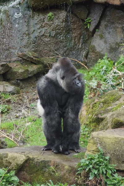 Západní nížinná gorila - gorilla gorilla gorilla — Stock fotografie