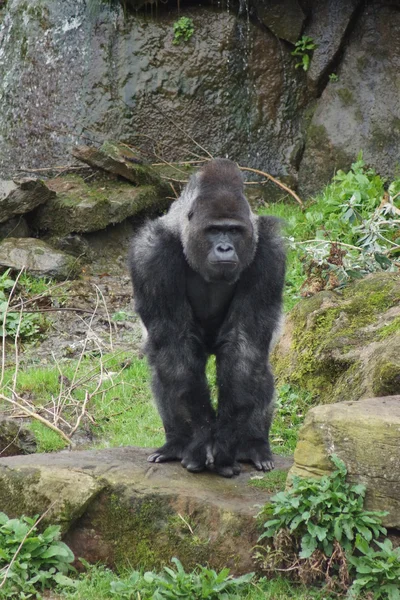 Westlicher Flachlandgorilla - Gorilla Gorilla Gorilla — Stockfoto