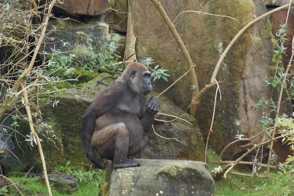 Westelijke laaglandgorilla - gorilla gorilla gorilla — Stockfoto