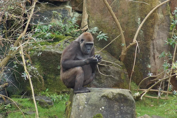 Westlicher Flachlandgorilla - Gorilla Gorilla Gorilla — Stockfoto
