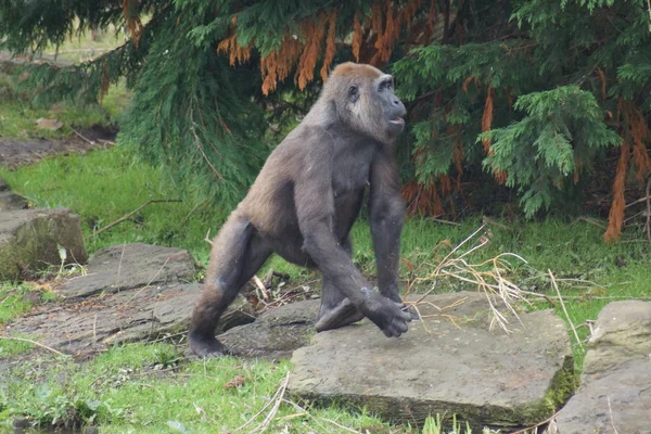 Gorila de las tierras bajas - Gorila gorila gorila —  Fotos de Stock
