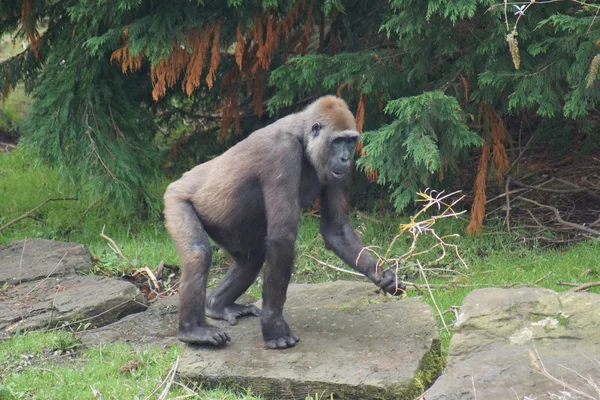 Западная низменность Горилла - горилла — стоковое фото