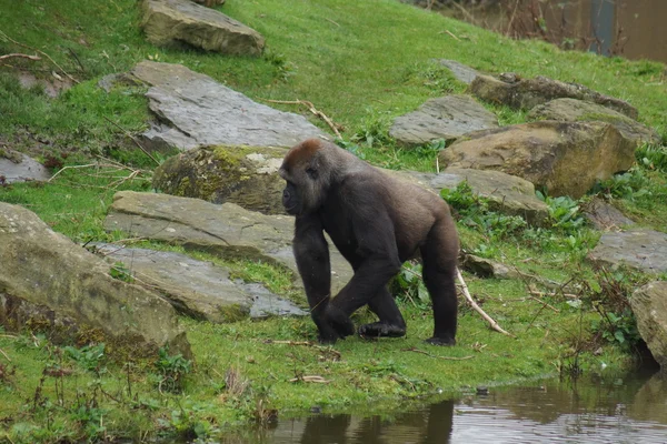 Западная низменность Горилла - горилла — стоковое фото