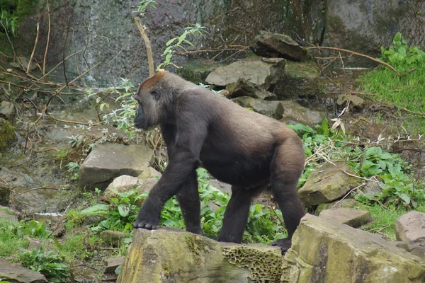 Västlig låglandsgorilla - gorilla gorilla gorilla — Stockfoto