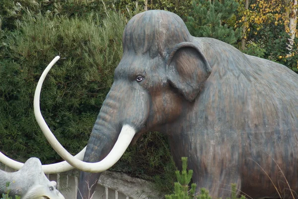 Mamut lanudo - Mammuthus primigenius — Foto de Stock