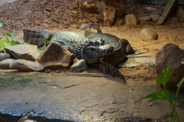 Yacare Caiman - Caiman yacare — Stok fotoğraf