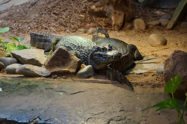 Yacare Caiman - Caiman yacare — Stockfoto