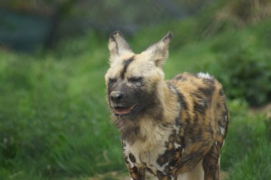 Afrika avcılık köpek - lycaon pictus