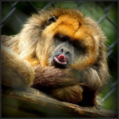 Siyah uluyan maymun - Alouatta caraya