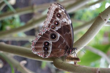 Mavi Morfo - biçim peleides