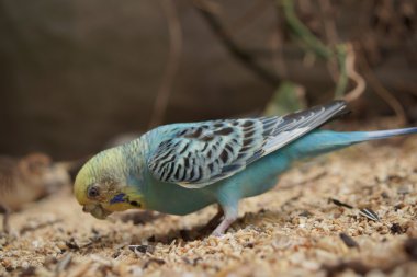 muhabbet kuşu - melopsittacus undulatus