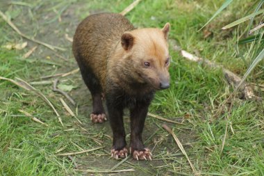 Bush Dog - Speothos venaticus