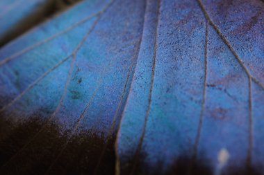 Ortak mavi Morfo - biçim peleides