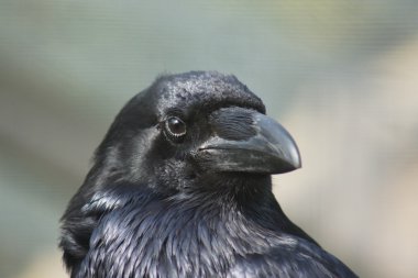 Common Raven  - Corvus corax clipart