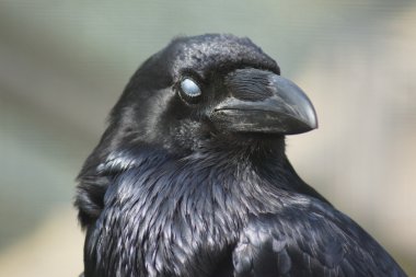 Common Raven  - Corvus corax clipart