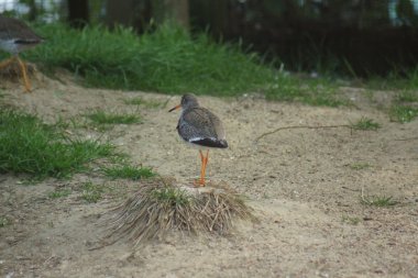 Ortak Redshank - Tringa totanus