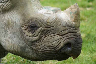 Doğu Kara gergedan - Diceros bicornis michaeli
