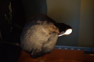 Avrasya Sakarmeke - fulica atra