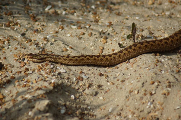 Natter - Vipera berus — Stockfoto