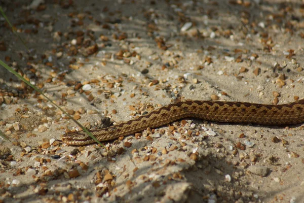 Adder - Vipera berus — Stock Fotó