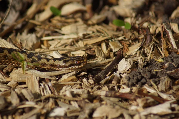 Adder-蝰蛇伯瑞斯 — 图库照片