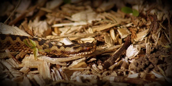 Zmije - vipera berus — Stock fotografie