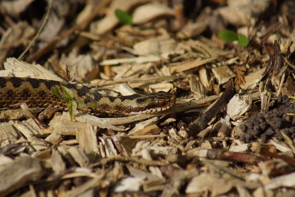 Adder - Vipera berus — Stock Photo, Image