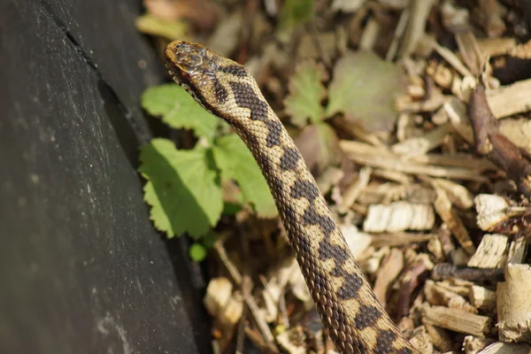 Adder - Vipera berus — Stockfoto