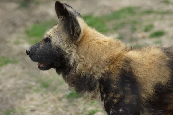 Afrikanska jakthund - lycaon pictus — Stockfoto