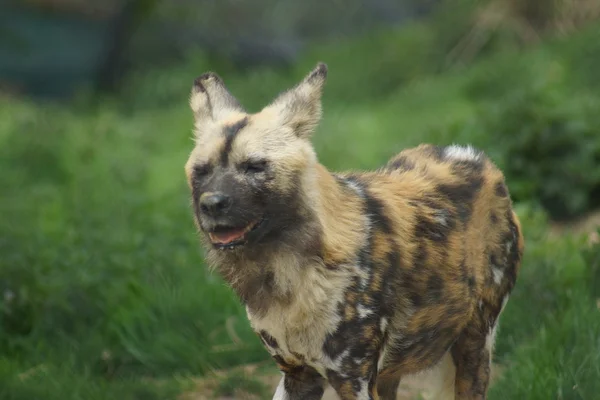 Cão de caça africano - Lycaon pictus — Fotografia de Stock