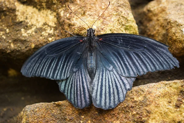 Aziatische Swallowtail - Papilio lowi — Stockfoto