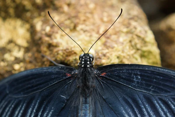 Asiatisk svalehale - papilio lowi – stockfoto