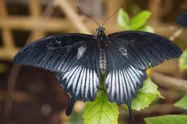 Asian Swallowtail - Papilio lowi — Stock Photo, Image